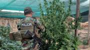Norte Potosí: Hay plantaciones de marihuana cerca de colegios y estudiantes cooptados, denuncia asambleísta