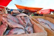 Tarija: Prevén que se triplique la comercialización del pescado del río Pilcomayo