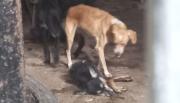 Indignación en Salta: la Justicia ordenó devolver animales rescatados a su dueña acusada de maltrato