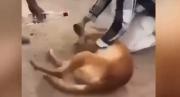Indignación en México: Hombres forzaron a un perrito a tomar alcohol y grabaron todo