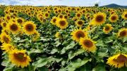 La siembra de girasol alto oleico creció en todo el país, respecto del tradicional