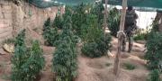Colombianos asesoraban a ayllus para la plantación de marihuana