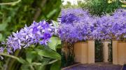 La planta trepadora con flores lila que se utiliza para cubrir paredes y se roba todas las miradas