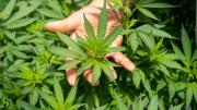 Enorme estudio llega al descubrimiento que nadie quería sobre la marihuana: es peligrosa a largo plazo