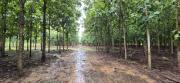 Cámara Forestal de Bolivia declara emergencia por falta de diésel