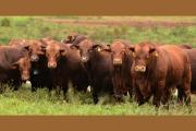 Detienen a otros tres sujetos por abigeato agravado en Campo Gallo