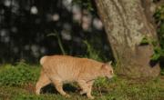 Como diría la Chiqui: los gatos sin cola “traen suerte”