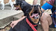 Jornadas de atención veterinaria gratuita: conoce dónde serán los operativos este 22 de junio