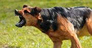 Tres perros atacaron a un joven en un barrio de La Plata y los vecinos reclaman medidas