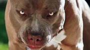 Rada Tilly: un pitbull mordió a un hombre en la zona genital