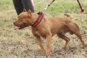 Salteño fue atacado por un pitbull en Villa Floresta