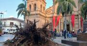 Árboles caídos y un tendido eléctrico afectado; los fuertes vientos causan estragos en Santa Cruz
