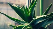 Dónde tener aloe vera para aprovechar su energía según el Feng Shui