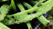 Aloe vera: qué significa que la planta tenga agujeros en las hojas y cómo prevenirlos