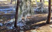 Lunes helado en Neuquén: dejaron abiertos los regadores y se congelaron las plantas de Parque Norte