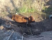 Qué pasó con la vaca que se cayó a un canal del Oeste de Neuquén y quedó atascada en el barro