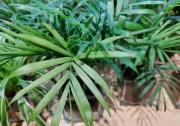 Tres plantas que purifican el aire de los interiores, según la NASA