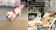 VIRAL: Mujer perdió a su bebé, llevaron a su perrita al hospital y su reacción conmocionó a todos