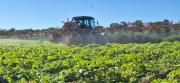 En Tarija mejoran productividad y calidad del macororó mediante pesticidas y uso de abono foliar
