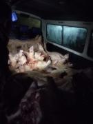 Armada incauta 2 toneladas de carne de cerdo en lago Titicaca