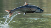 Tierra del Fuego: inversión millonaria en cultivo de salmones depende de la Legislatura