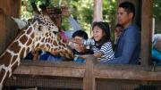 Entradas para el zoológico en $1: así puede adquirirlas en Dallas
