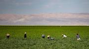 Inmigrante agricultor relata cómo las redadas ICE afectan las cosechas: Apenas vemos patrullas huimos
