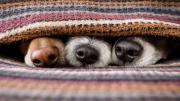 Cuatro razas de perro que no pueden dormir afuera en invierno: tienen pelo largo pero sienten frío igual