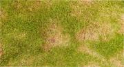 Recuperá el verde de tu pasto con este objeto que todos tienen en casa