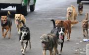 Confirman 22 casos de rabia canina en Sucre, alistan campaña de vacunación para julio