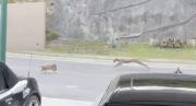 El video viral de un puma cazando a un gatico en plena calle de México, esto advirtieron las autoridades