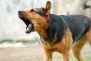Sucre suma 22 casos de rabia canina y anuncia vacunación masiva casa por casa en julio