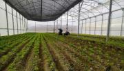 Verduras y hortalizas a 4 mil metros de altura: Sinchi Wayra promueve cultivos sostenibles en una comunidad del altiplano