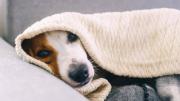 Cómo cuidar a tu perro del frío en invierno: síntomas y soluciones