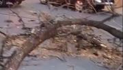 VIDEO. Fuertes vientos provocaron la caída de árboles en Salta: uno se desplomó cerca de la cancha de Gimnasia y Tiro