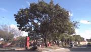 ¡Cuidado! Emite alerta naranja por vientos de 60 a 90 kilómetros por hora en Santa Cruz.