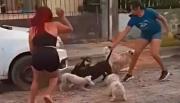 Exigen responsabilidad en la tenencia de los animales