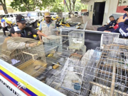 Funcionarios de Minec decomisan 25 aves ilegalmente enjauladas en sector Palo Verde de Petare en Caracas