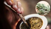 Mezclar romero con yerba mate: por qué recomiendan hacerlo y para qué sirve