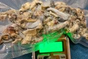 Amenazas, allanamiento y un hallazgo inesperado en Villa La Angostura: hongos listos para vender