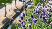 Las plantas para decorar los canteros de la casa con flores en invierno y que casi no necesitan cuidado