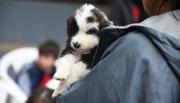 Este viernes habrá una nueva jornada de adopción de mascotas en un bar pet friendly del centro