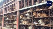 El dilema de Corea del Sur sobre qué hacer con medio millón de perros tras prohibir el consumo de su carne