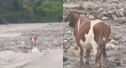 EN VIDEO: Una vaca quedó atrapada en medio del río que creció en Mérida, vecinos hicieron un llamado para salvarla