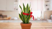 Pocos lo saben: qué significa que una sansevieria o lengua de suegra tenga una cinta roja en sus hojas
