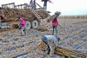 Tarija: Zafra en riesgo y productores amenazan con entregar la producción a un ingenio argentino
