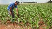 Fedeagro descarta desabastecimiento de hortalizas por las lluvias: ¿Qué pasará con los gochitos?