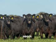 Vuelve a ingresar carne con hueso a la Patagonia