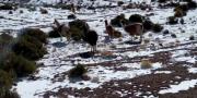 Nevada “moderada” cubre 5 municipios de Potosí y helada afecta a 100 familias del departamento