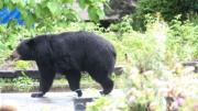 Un oso se metió en la pista de en un aeropuerto en Japón y generó demoras en los vuelos